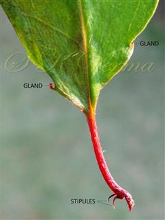  Leaf with glands and Stipules